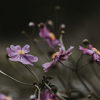 Cereria Molla Hand Cream Black Orchid Lily - Image 2