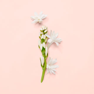 Gucci Bloom Tester | EDP