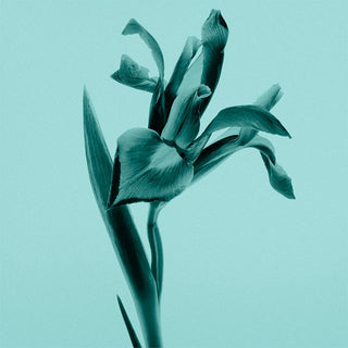 Tiffany Tiffany & Co. Sheer | EDT — view 5