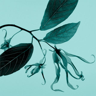 Tiffany Tiffany & Co. Sheer | EDT — view 6