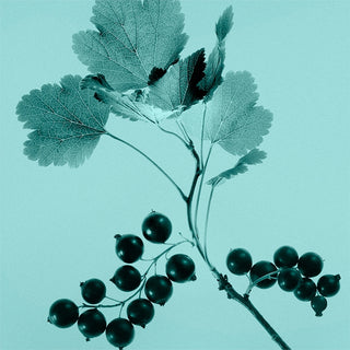 Tiffany Tiffany & Co. Sheer | EDT — view 4
