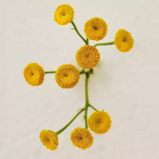 Chloe Atelier Des Fleurs Immortelle | EDP - Image 4