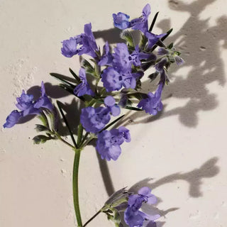 Chloe Atelier Des Fleurs Hysope | EDP - Image 3